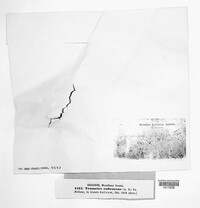 Daedaleopsis confragosa image
